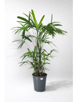 Raphis Excelsa 135cm