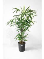 Raphis Excelsa 140-170cm