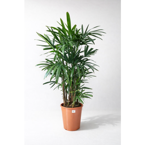 Raphis Excelsa 140-170cm