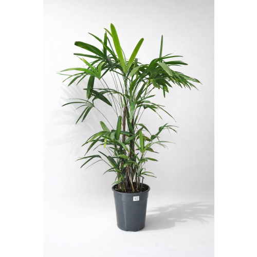 Raphis Excelsa 135cm