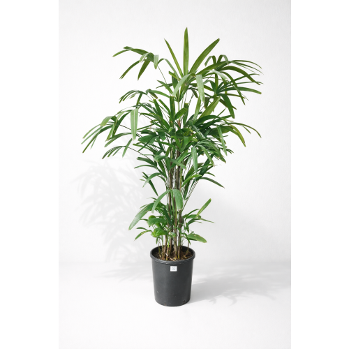 Raphis Excelsa 140-170cm