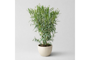 Oleander