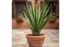 Yucca Faxoniana