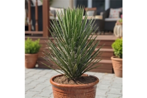 Yucca Filifera