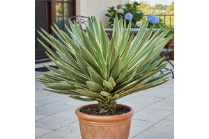 Yucca Gloriosa