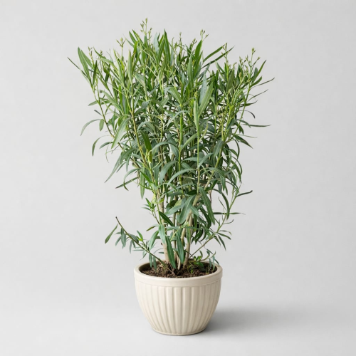 Oleander